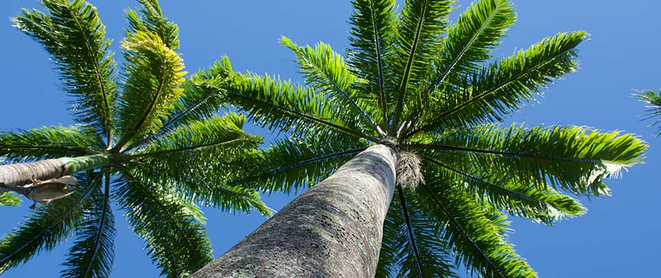 Royal palm trees in Sarasota, Florida.