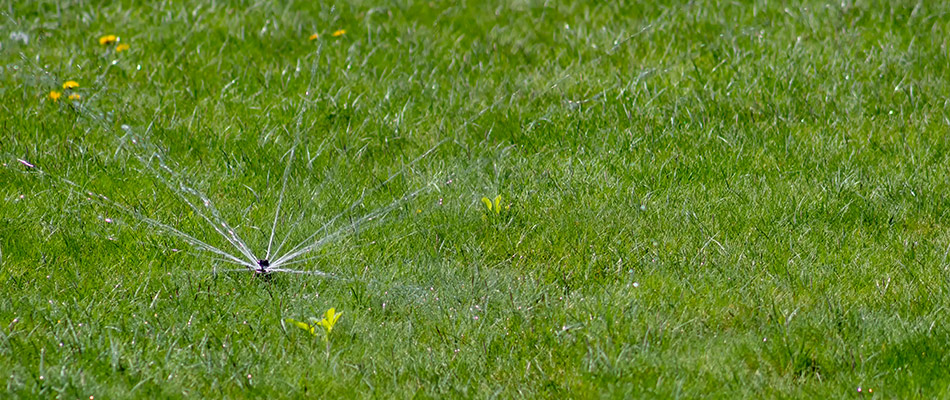 Broken sprinkler in lawn in Bradenton, FL.