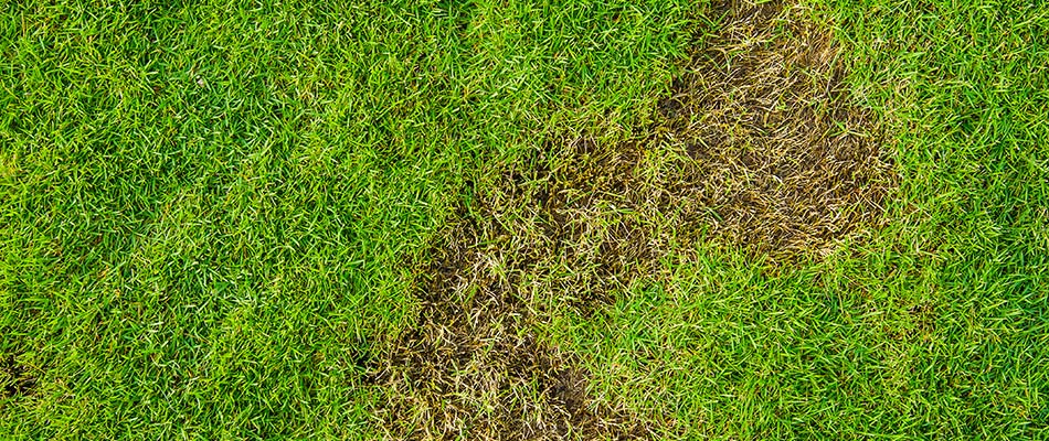 Brown patch in lawn due to grub infestation in Palmetto, FL.
