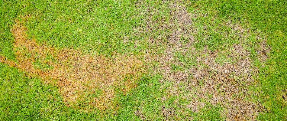 Brown patch due to lack of watering in Sarasota, FL.