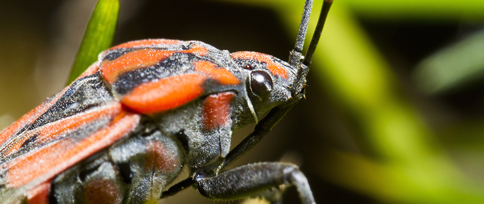 Chinch bug infestation found in a lawn in Bird Key, FL.