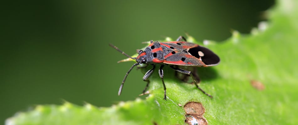 Chinch bug found in a client's lawn in Palmetto, FL.