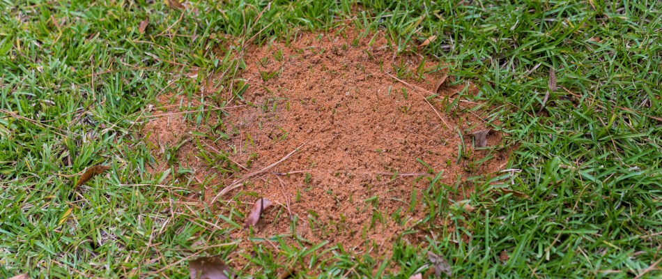 Fire ant holes made in property lawn from infestation in Sarasota, FL.