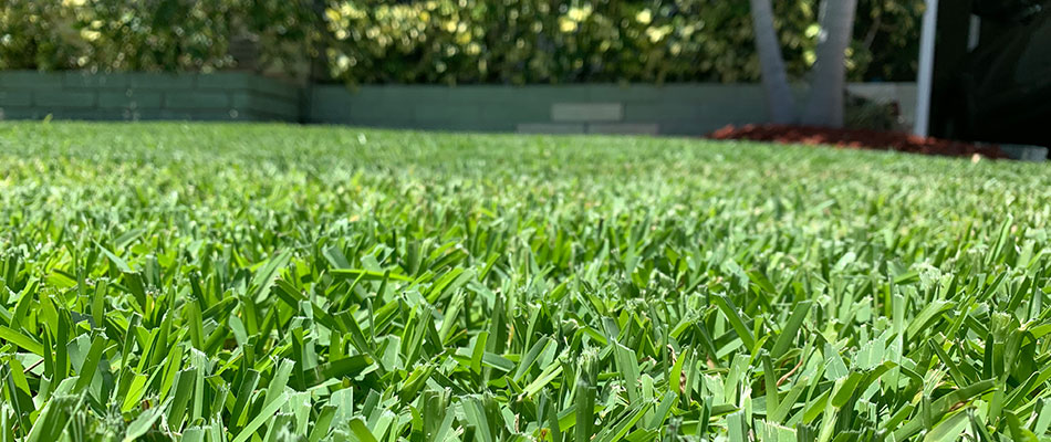 Healthy fertilized lawn in Siesta Key, FL.