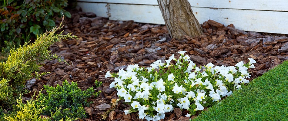 content-healthy-plant-in-replenished-mulch-bed