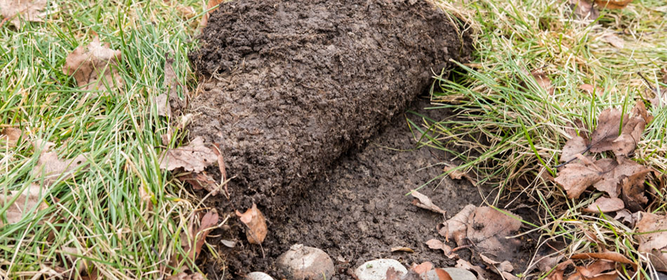 3 Signs That Likely Mean Your Lawn Has Fallen Victim to Grubs