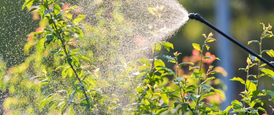 Liquid fertilizer being applied to shrubs in Bradenton Beach, FL.