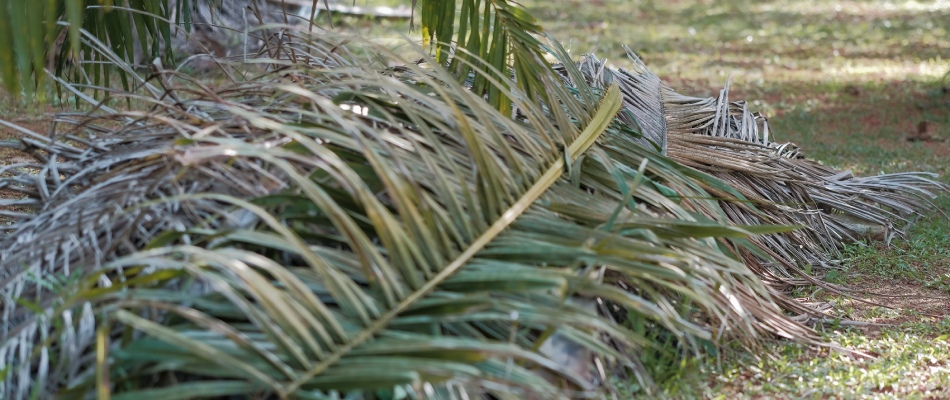 Palm fronds fallen on ground after pruning service in Longboat Key, FL.