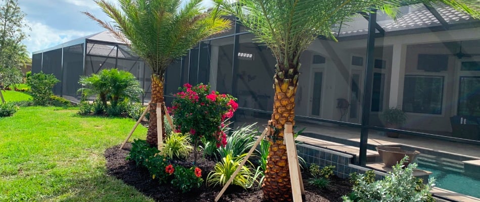 Palms and native plants in landscape bed installation in Sarasota, FL.