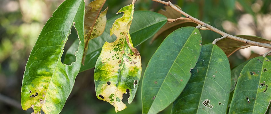 Plant infected with disease in Ellenton, FL.