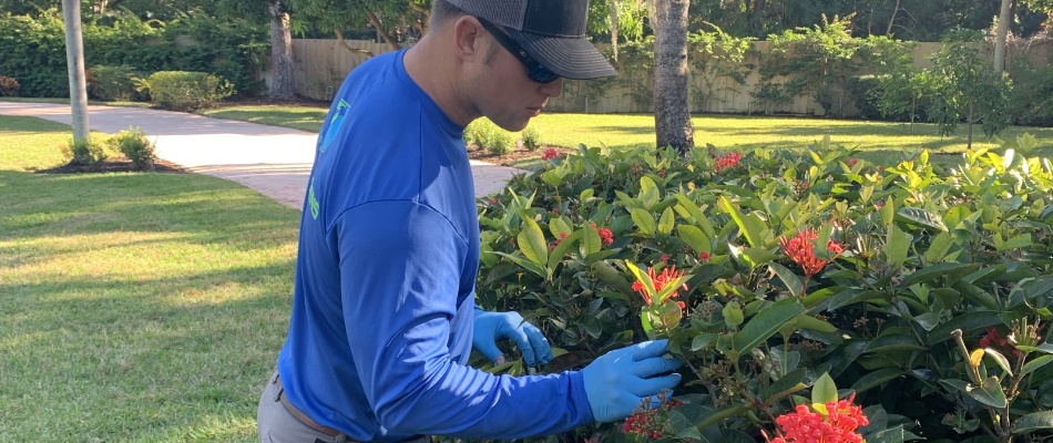 Professional checking plant health in Longboat Key, FL.