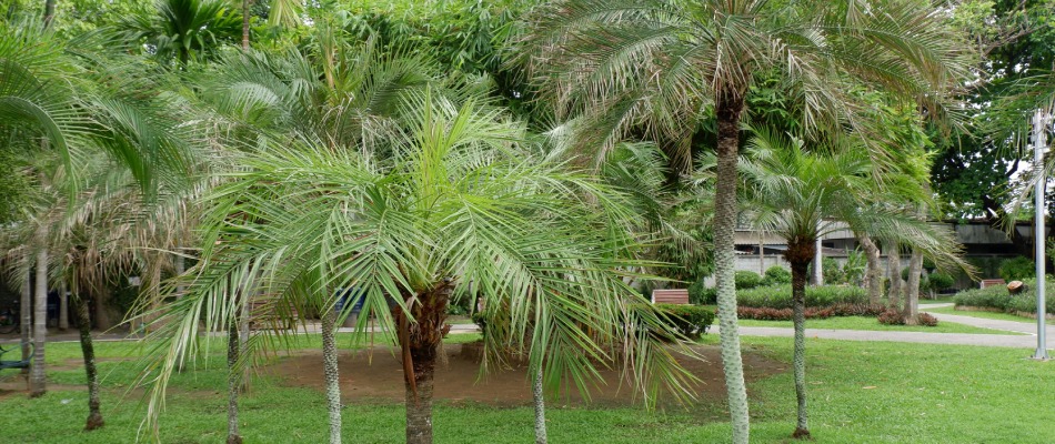 Pygme date palm tree in Holmes Beach, FL.