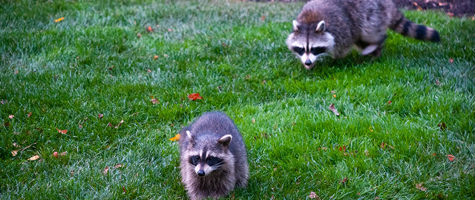 Racoons in lawn due to grub infestation in Palmer Ranch, FL.