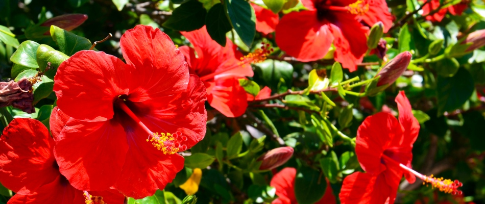 Red hibiscus planted in raised garden bed in Sarasota, FL.