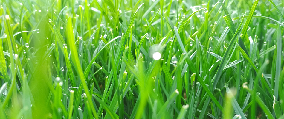 Strong grass from fertilizer treatments in Sarasota, FL.