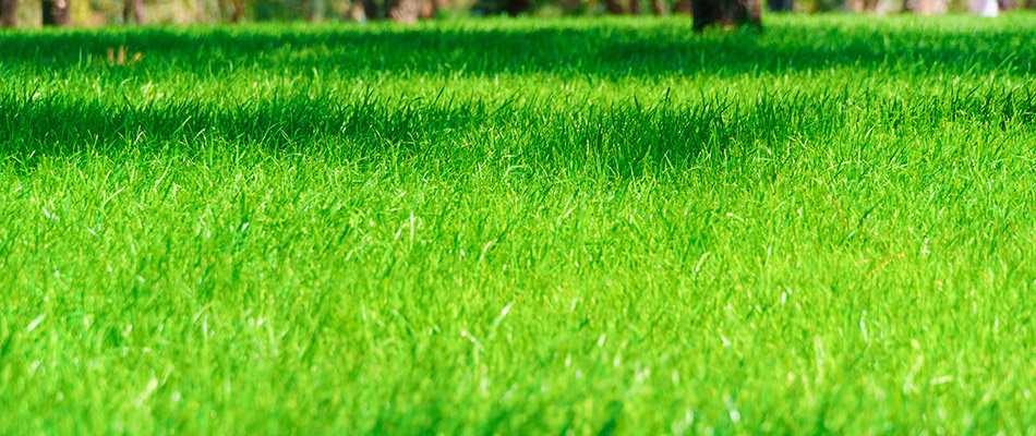Vibrant green lawn from nitrogen component fertilizer in Sarasota, FL.