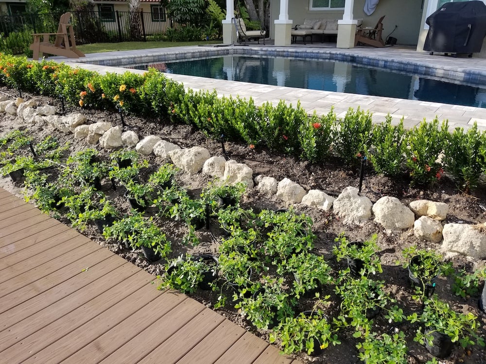 flower beds next to inground pool