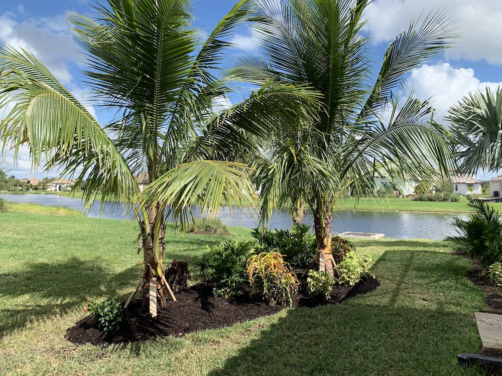 Palm trees in yard