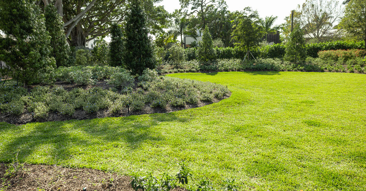 Green grass on sandy soil