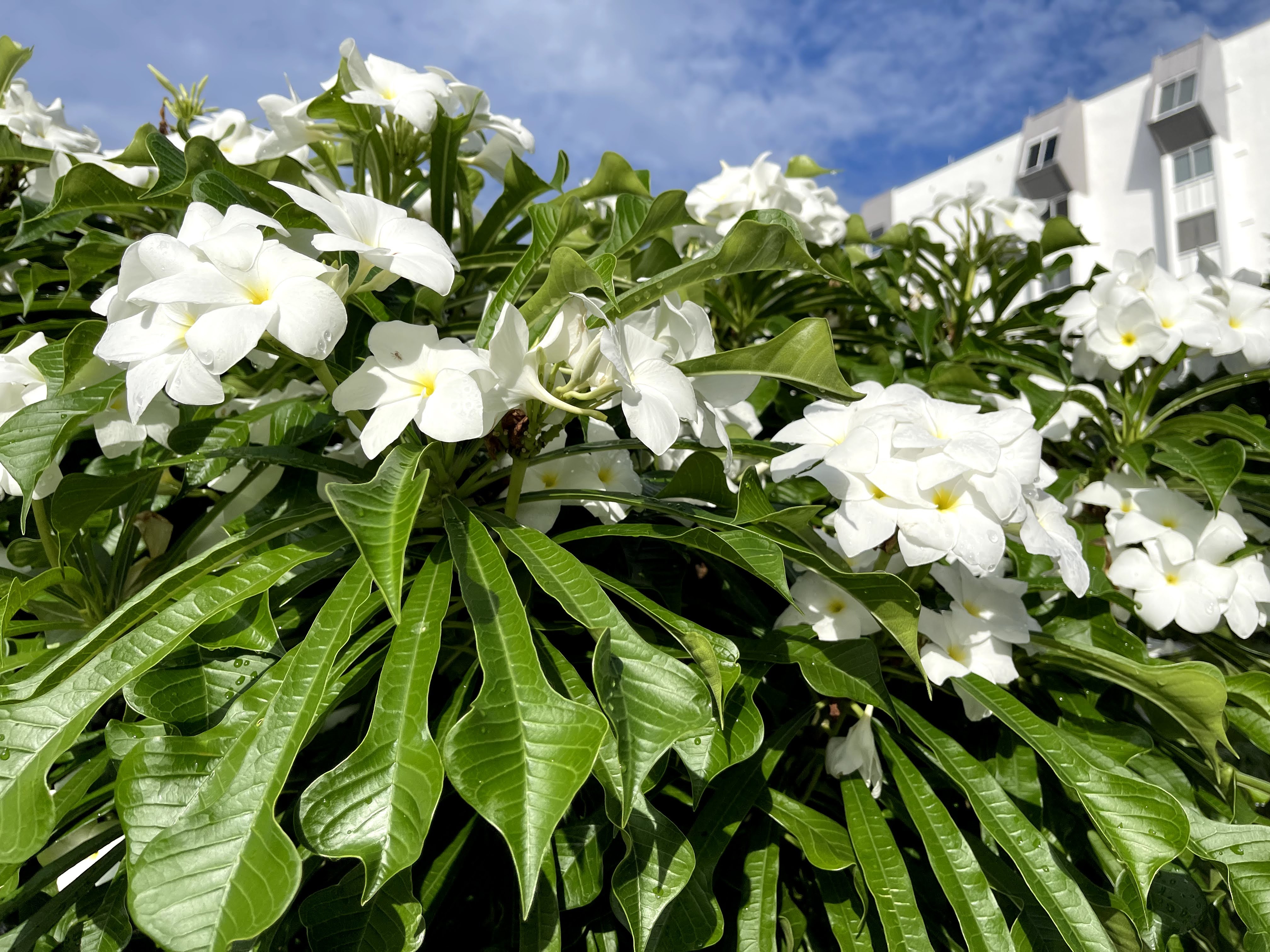 tropical plants close up